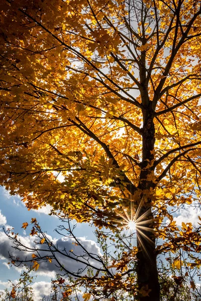 Schitterende zon in takken van herfst-gekleurde esdoorn boom — Stockfoto