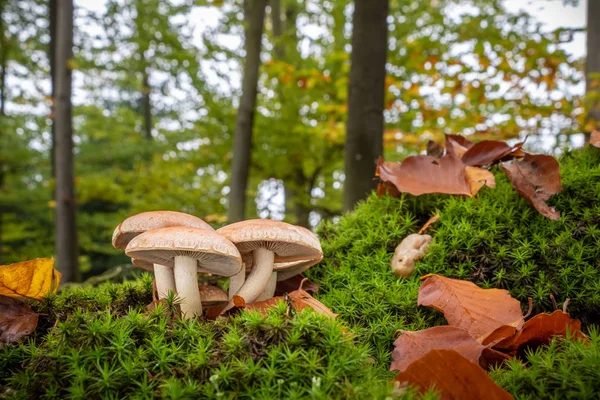 Mushrooms in amazing colorful autumnal forest — Stock fotografie