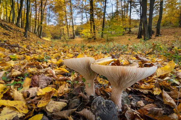 Mushrooms in amazing colorful autumnal forest — Stock fotografie