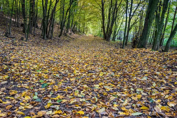 Шлях через осінній ліс з різнокольоровими листям — стокове фото