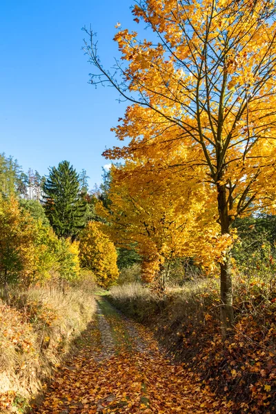 Caminho através do campo outonal com árvore de bordo colorido — Fotografia de Stock