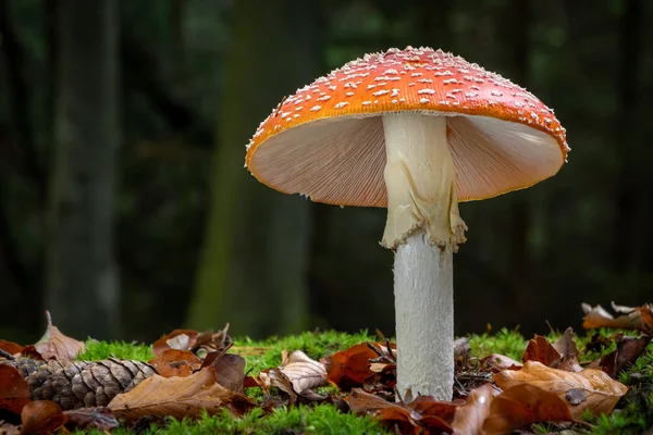 Удивительная Amanita muscaria в осеннем лесу - ядовитая поганка — стоковое фото