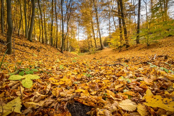 Floresta outonal colorida incrível com folhas douradas caídas — Fotografia de Stock