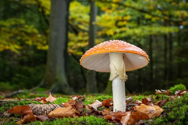 Amanita muscaria nella colorata foresta autunnale - sgabello velenoso — Foto Stock