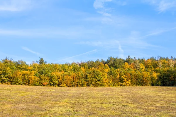 Meadow and autumnal colorful forest under blue sky — Stock Photo, Image