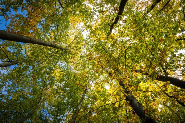 Upward view into beautifully colored beech treetops — Stok fotoğraf