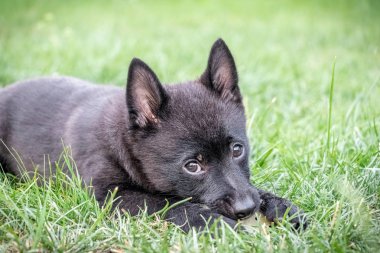 Cute black dog puppy lying in grass