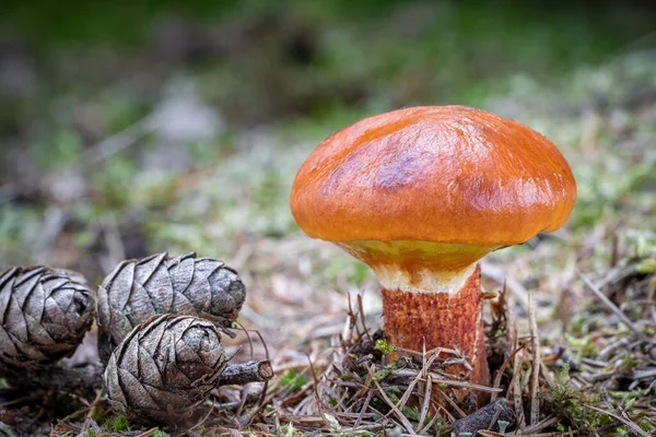 Detail Shot Edible Mushroom Suillus Grevillei Commonly Known Grevilles Bolete — Stock Photo, Image