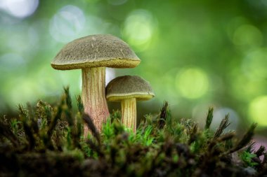 Xerocomellus chrysenteron eskiden Boletus chrysenteron ya da Xerocomus chrysenteron olarak bilinirdi.