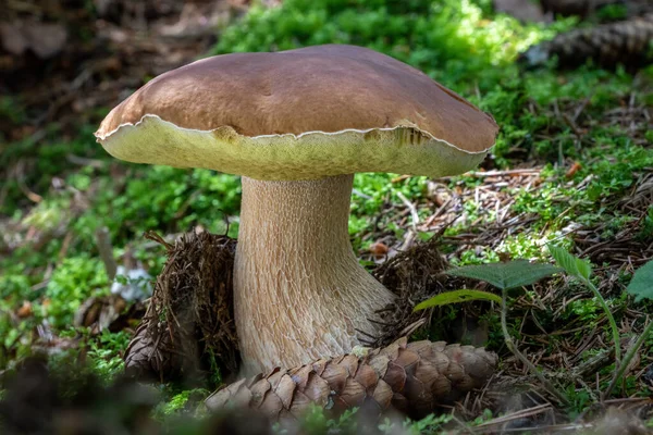 Delicioso Boleto Cogumelos Comestíveis Edulis Conhecido Como Cep Penny Bun — Fotografia de Stock