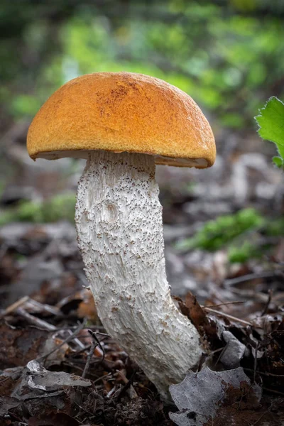 Amazing edible mushroom Leccinum rufum also known as orange birch bolete in forest