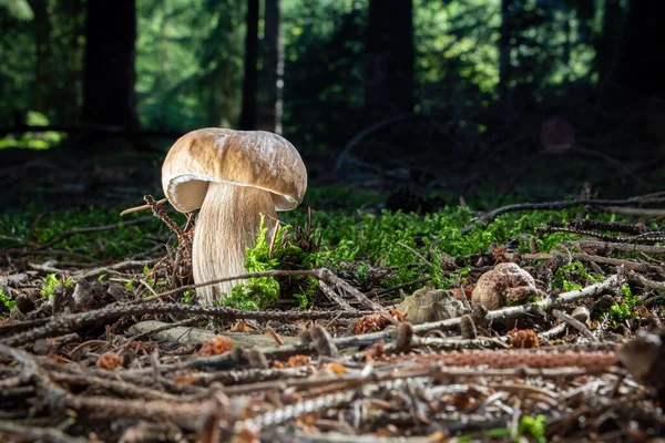 Snímek Úžasné Jedlé Houby Hřib Boletus Edulis Letním Lese Česká — Stock fotografie