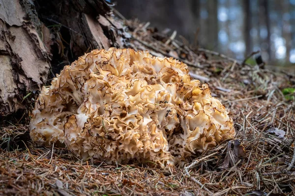 Egy Adag Ehető Ízletes Gomba Sparassis Crispa Más Néven Karfiol — Stock Fotó