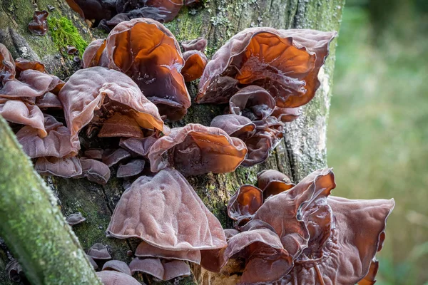 유대인 Auricularia Auricula Judae 알려진 수있고 — 스톡 사진