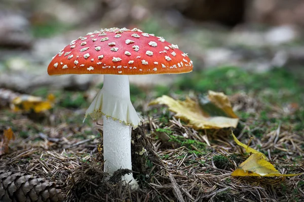 Increíble Amanita Muscaria Bosque Otoño Taburete Venenoso Conocido Comúnmente Como — Foto de Stock