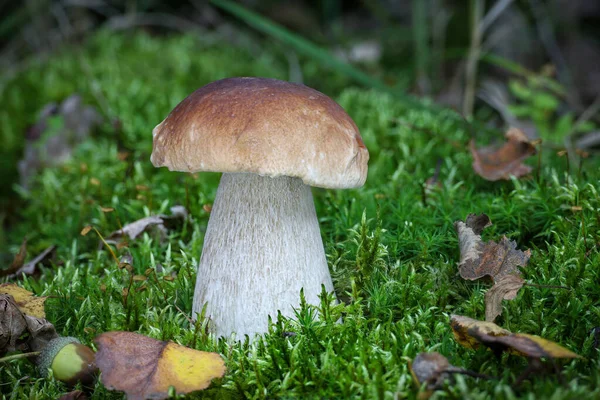 Delicioso Boleto Cogumelos Comestíveis Edulis Conhecido Por Cep Penny Bun — Fotografia de Stock