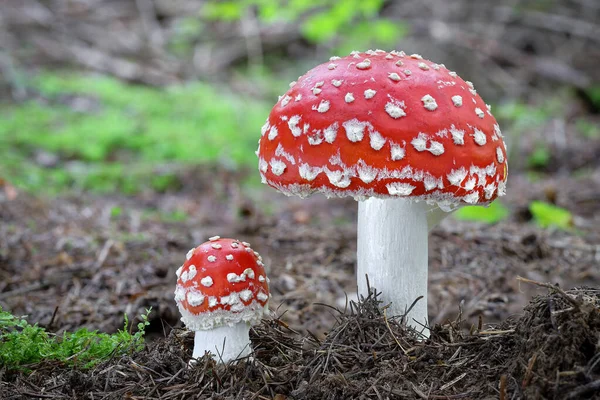 Amazing Amanita Muscaria Forest Poisonous Toadstool Commonly Known Fly Agaric — Stock Photo, Image