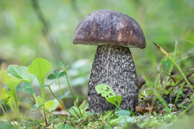 Şaşırtıcı yenilebilir mantar Leccinum scabrum (yaygın olarak kaba saplı bolete olarak bilinir, skaler sapı ve huş kabuğu bolete) bulanık arka planlı yeşil çimlerde - Çek Cumhuriyeti, Avrupa