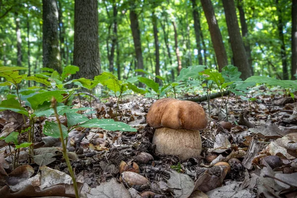 Yaz meşesi ormanı, inanılmaz yaz sesiyle - Çek Cumhuriyeti, Avrupa
