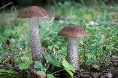 İki yenilebilir Leccinum scabrum (yaygın olarak kaba saplı bolet, saber stalk ve huş bolete olarak bilinir), Çek Cumhuriyeti, Avrupa