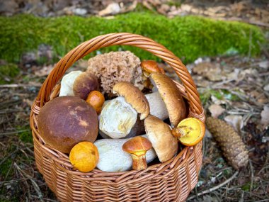 Sonbahar mantar toplama ve bunun sonucu. Yenebilir güzel mantarlarla dolu hasır sepeti. Çek Cumhuriyeti, Avrupa