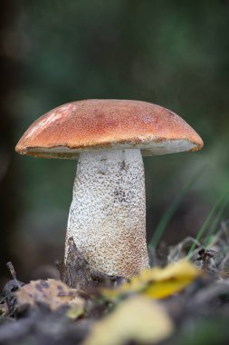 Yenebilir güzel Leccinum aurantiacum mantarı ayrıca sonbahar ormanlarında bulanık bir geçmişi olan kırmızı başlıklı skaler sapı olarak da bilinir.