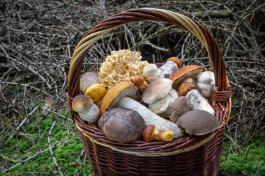 Ormandaki hasır sepette çeşitli taze mantar türleri - Çek Cumhuriyeti, Avrupa