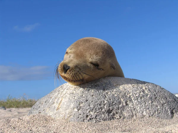 seal sleeping on the rock