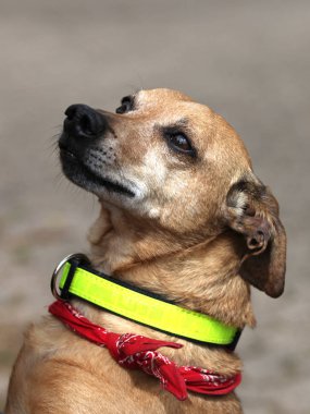 Sadece köpek sarı ile 