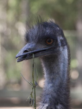 Devekuşu gagası açık meraklı bakışları ile