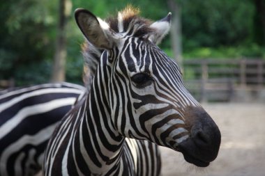 Zebra kafa bize bir göz ve kulakları bakar