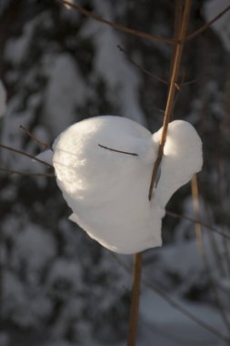  bir ağaç dalı için sıkışmış kar