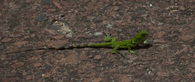 yeşil kertenkele yerde