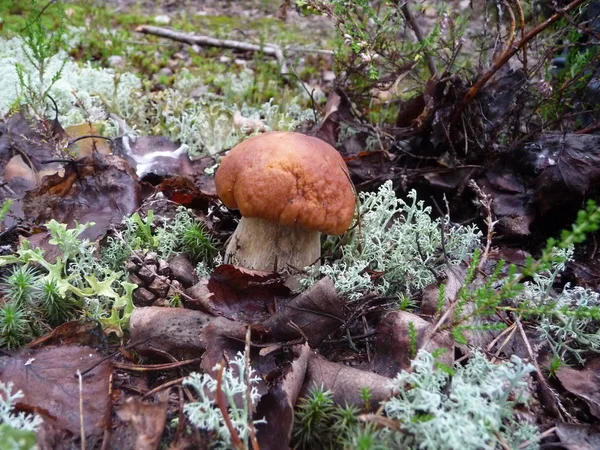 Boletus Edulis Cep Finland Forest — Stock Photo, Image