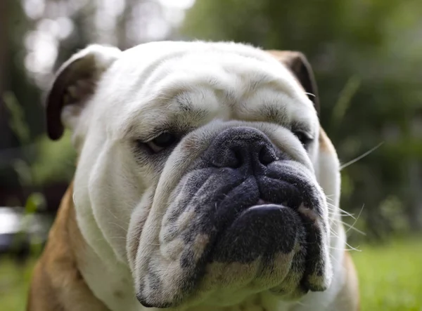 Tazı gibi iz sürer bir orta ölçekli doğurmak-in köpek genellikle İngilizce Bulldog veya İngiliz Bulldog olarak adlandırılır