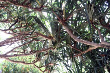 Sadece sahilde yapraklı bir ağaç. Sahildeki herkese biraz gölge sağlar.