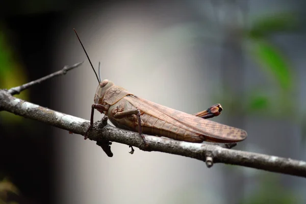 나뭇가지에 매달려 메뚜기는 먹이인 개미를 있습니다 메뚜기는 자기가 나뭇가지처럼 위장되어 — 스톡 사진