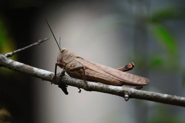 메뚜기는 색깔을 가지에 — 스톡 사진