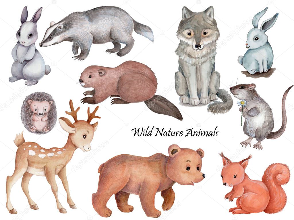 Set collection clipart of cute cartoon animals, wild nature woodland forest animals.  Watercolor hand drawn isolated illustrations for childtren. Hand drawn.