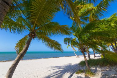 Güzel sahil, palmiye ağaçları ve maldivler.