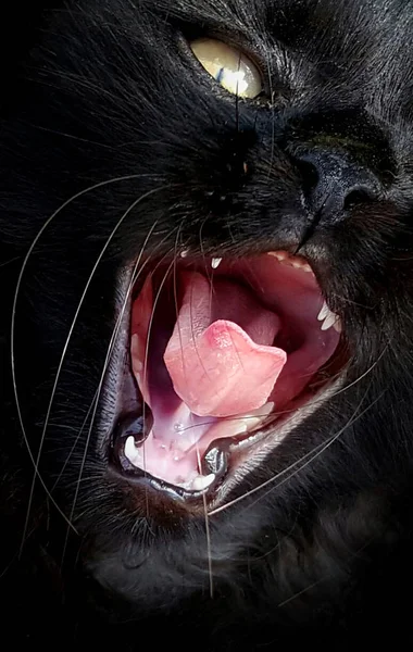 Gyönyörű Fekete Macska Kinyitotta Száját Közeli — Stock Fotó
