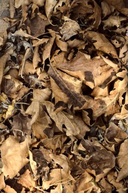 Arka planını kurutulmuş sonbahar yaprakları