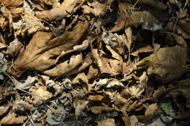 Arka planını kurutulmuş sonbahar yaprakları