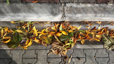 Yer karoları ile sonbahar düşen yapraklar