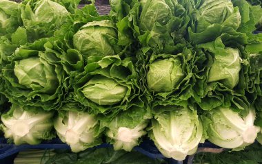 Çince lahana kırpılmış görünümünü