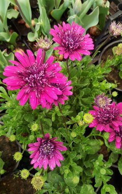 Yeşil yaprakları, doğal arka plan ile ihale parlak çiçek.