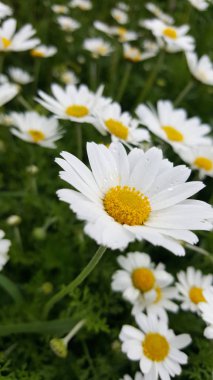 Blooming daisies taze alanı