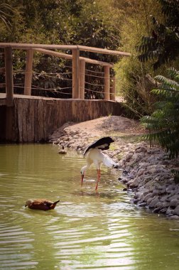 Ördek gölet tarafından genç leylek görünümünü kırpılmış