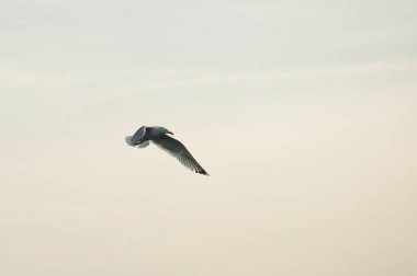 Açık havada uçan martı