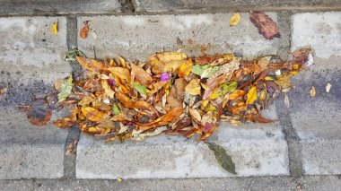 Yer karoları ile sonbahar düşen yapraklar